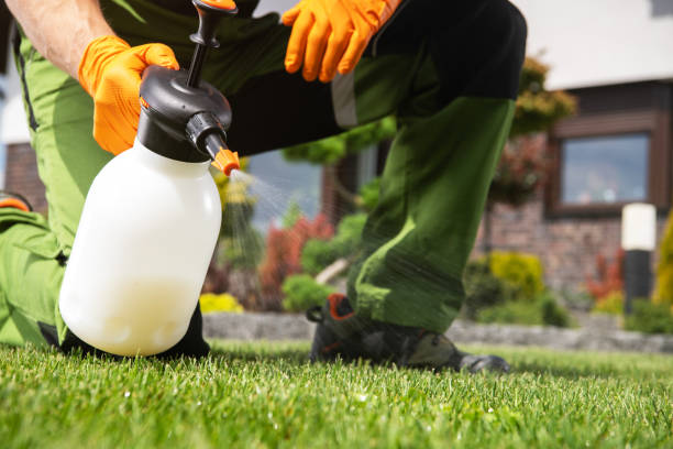 Best Bed Bug Extermination  in Cross Mountain, TX