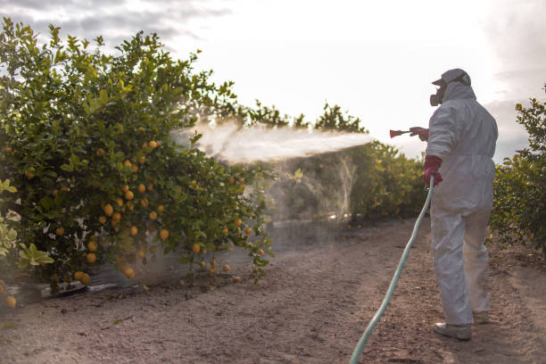 Best Wasp Removal Services  in Cross Mountain, TX