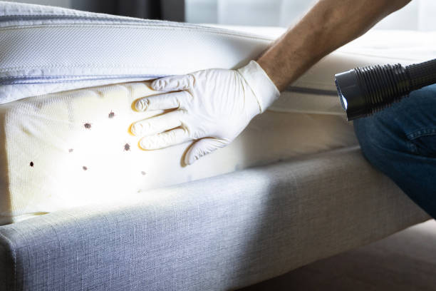 Best Rat Extermination Near Me  in Cross Mountain, TX