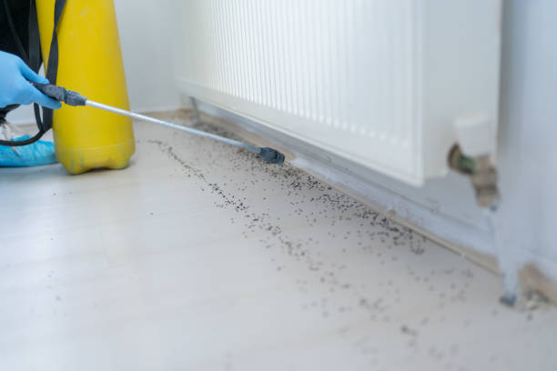 Best Termite Control Services  in Cross Mountain, TX