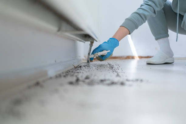 Best Ant Control Services  in Cross Mountain, TX